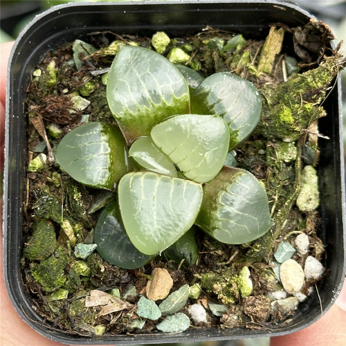 葡萄寿6.5厘米盆油亮透窗