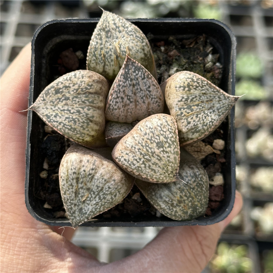 紫肌青蟹 多肉植物 十二卷 7厘米盆 紫红色 一件包邮 不仅布蔓