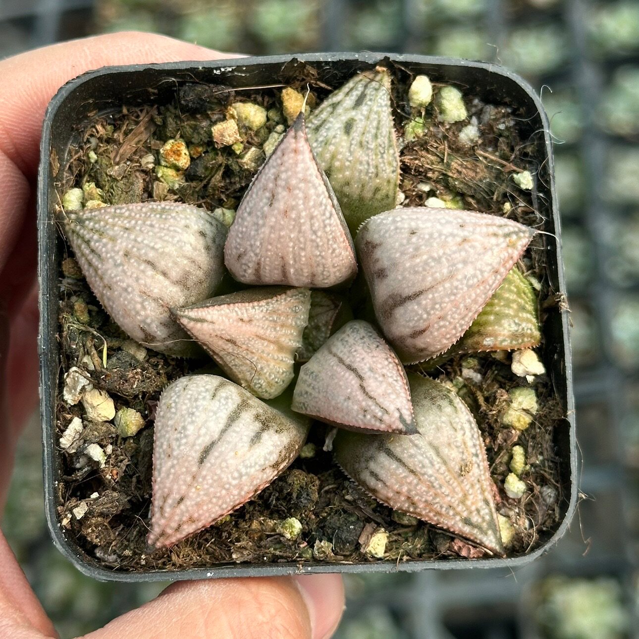 王妃合之宫 多肉植物 十二卷属 粉白色7厘米盆 一件包邮 不仅布蔓