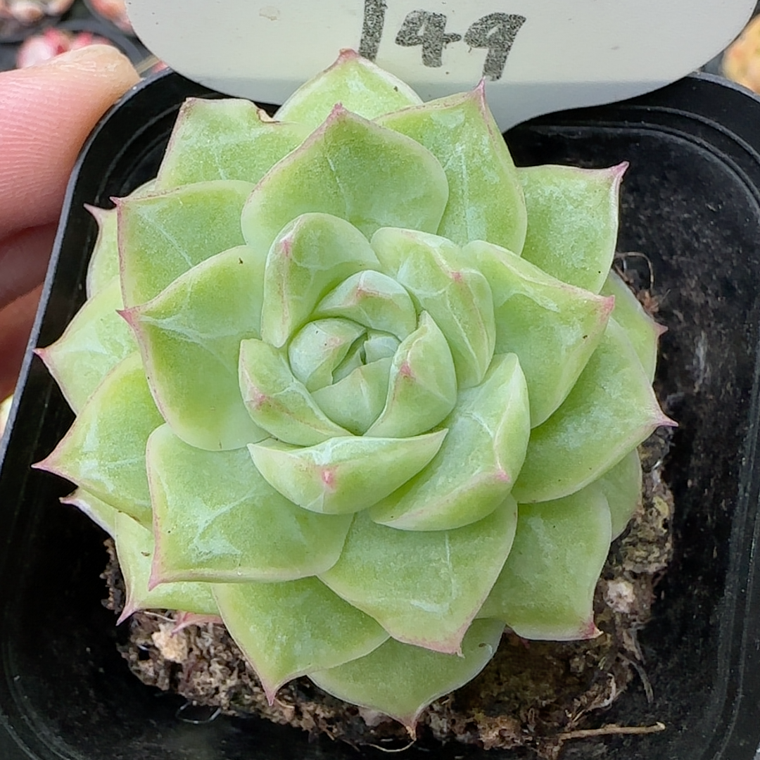 潘多拉女王149