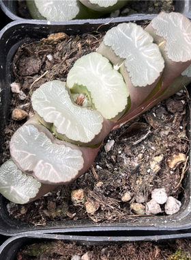 白亚玉扇多肉植物7厘米盆