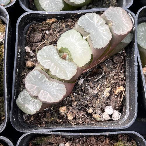 白亚玉扇多肉植物7厘米盆