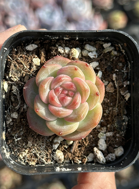琴心 多肉植物 6.5厘米盆 纹理清晰 红色糖心 一件包邮 不仅布蔓