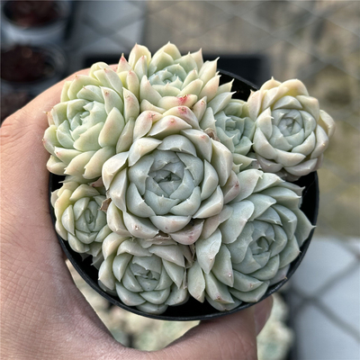 白月影9厘米盆群生一件包邮