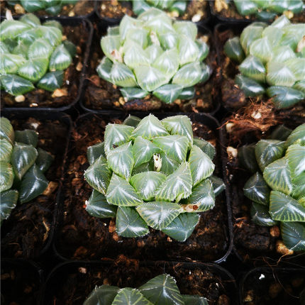 蓝镜玉露 多肉植物 7厘米盆 冰透十二卷属  一件包邮 不仅布蔓