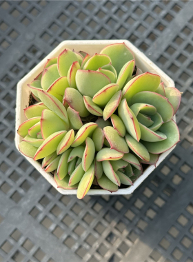 牡丹亭 多肉植物 6.5厘米盆 鹅黄色 多头群 一件包邮 不仅布蔓