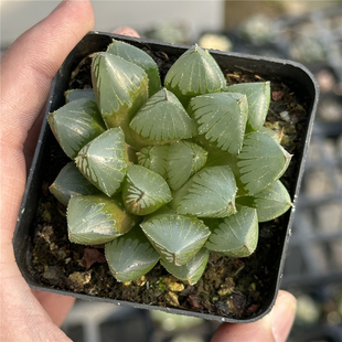 赤狐玉露 多肉植物 十二卷 7厘米盆 大窗偏红 一件包邮 不仅布蔓