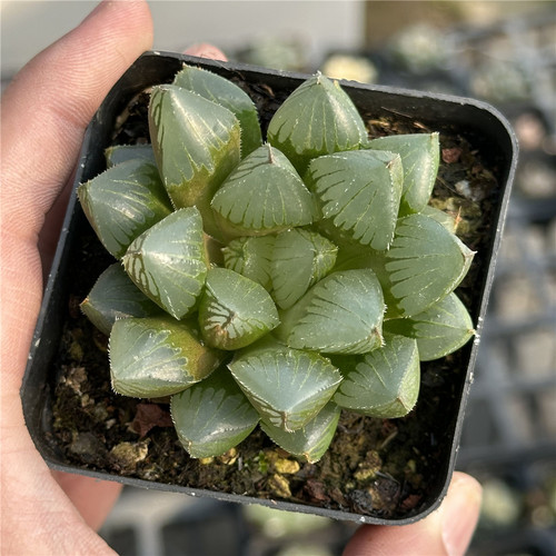 赤狐玉露7厘米盆一件包邮