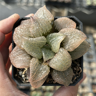 天空之境 多肉植物 十二卷 8 厘米盆 糯透窗 一件包邮 不仅布蔓