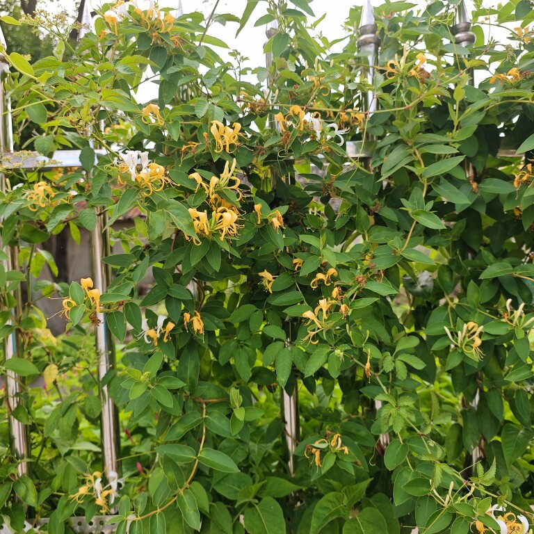 新鲜忍冬藤金银花宝宝泡澡现采直供生长新鲜金银花藤