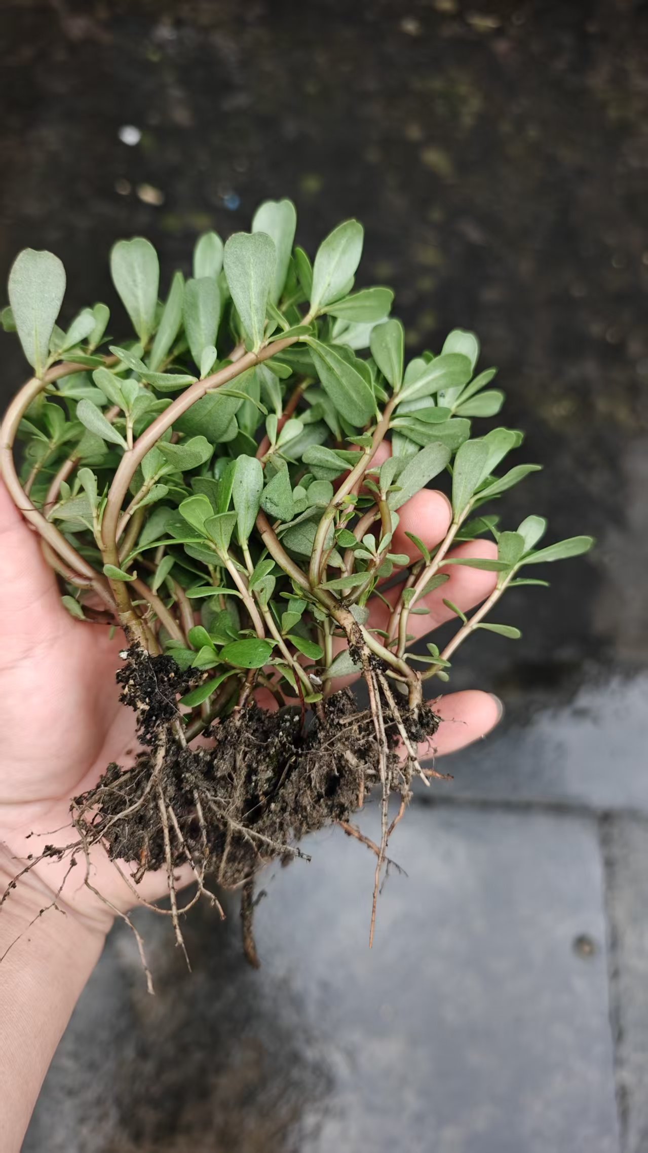 上海马齿苋根苗种根种子新鲜红梗水草