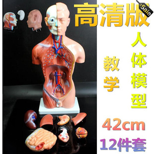 医用高清人体躯干模型解剖器官模型肌肉带内脏模型男性12件42cm