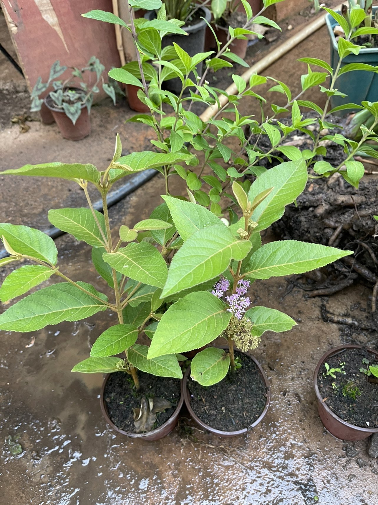 台湾紫珠琉球紫珠大果  包邮包对版图片大叶为正小叶为普通的