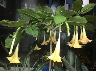 木本曼陀罗，黄白粉三色，群花  生长快，好成活50厘米