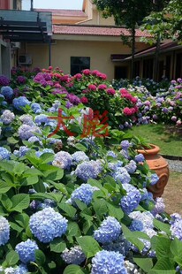 云南昆明向大彪绣球花变色球《无尽夏》种苗裸根种苗出售量大从优