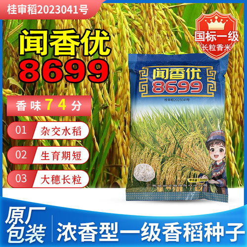 原装正品国标一级米质晚稻水稻种子闻香优8699长粒浓香型株型紧凑