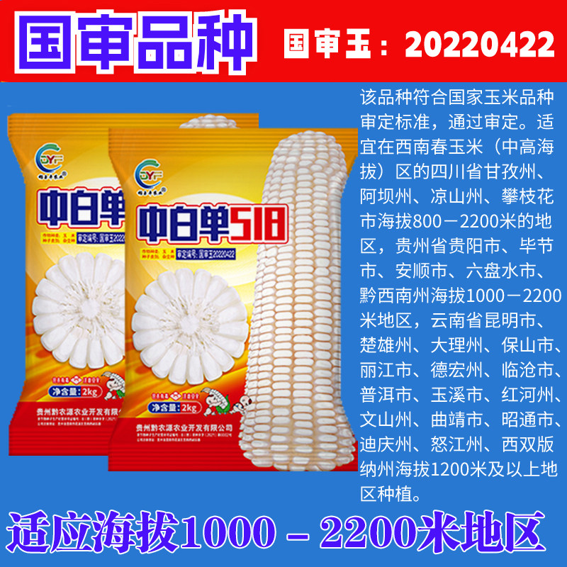 云贵川高海拔白玉米种子中白单518半马齿型长棒适合1000-2200米种