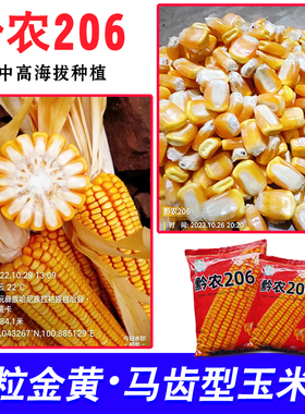 杂交黄玉米种子黔农206适应云贵川中高海拔高产大棒玉米种子