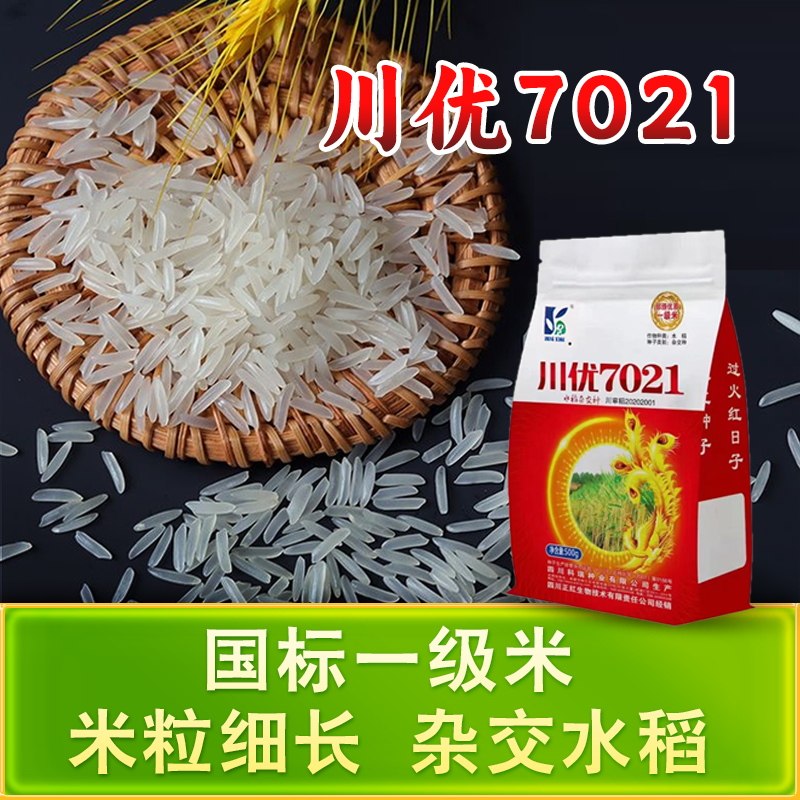 杂交水稻种子川优7021抗性好