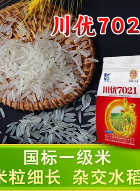 杂交水稻种子川优7021抗性好口感软而不糯部颁一级米500克/袋