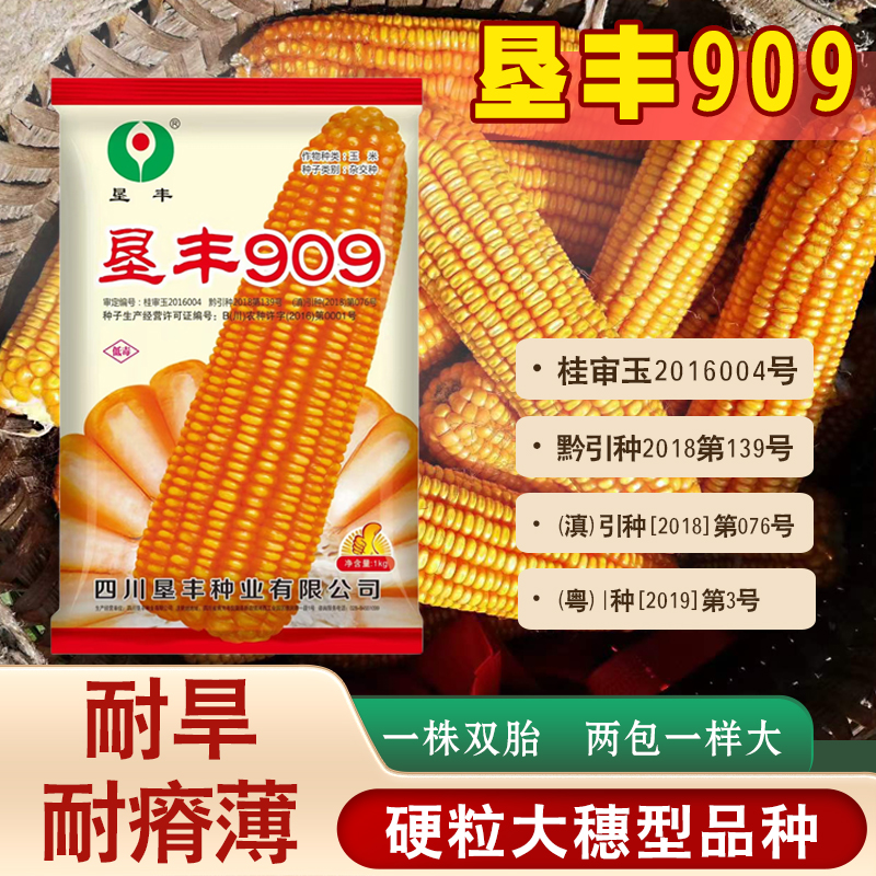 矮杆大棒硬粒玉米种子垦丰909抗锈病包谷种子籽粒黄色半硬粒型