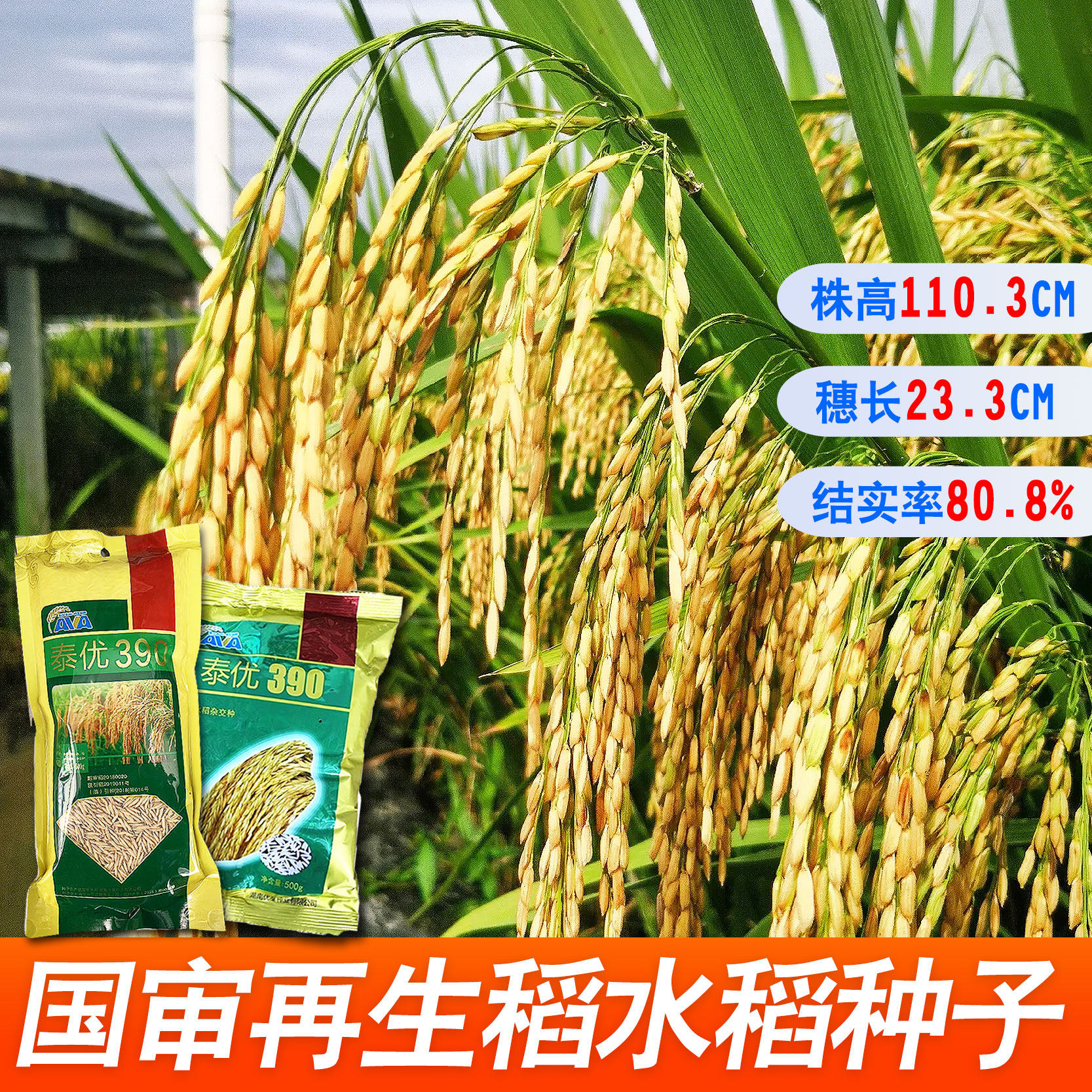 泰国香米型米粒细长水稻种子泰优390 矮杆抗倒适应性广产量高