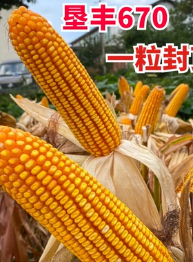 云贵川高产玉米种子垦丰670适应区域中高海拔1000-2400米包邮