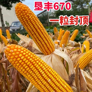 包邮 2400米 云贵川高产玉米种子垦丰670适应区域中高海拔1000