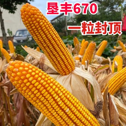 云贵川高产玉米种子垦丰670适应区域中高海拔1000-2400米包邮