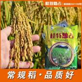 珍桂矮水稻种子米粉专用稻可留种常规稻种子桂特籼占肠粉稻桂潮米