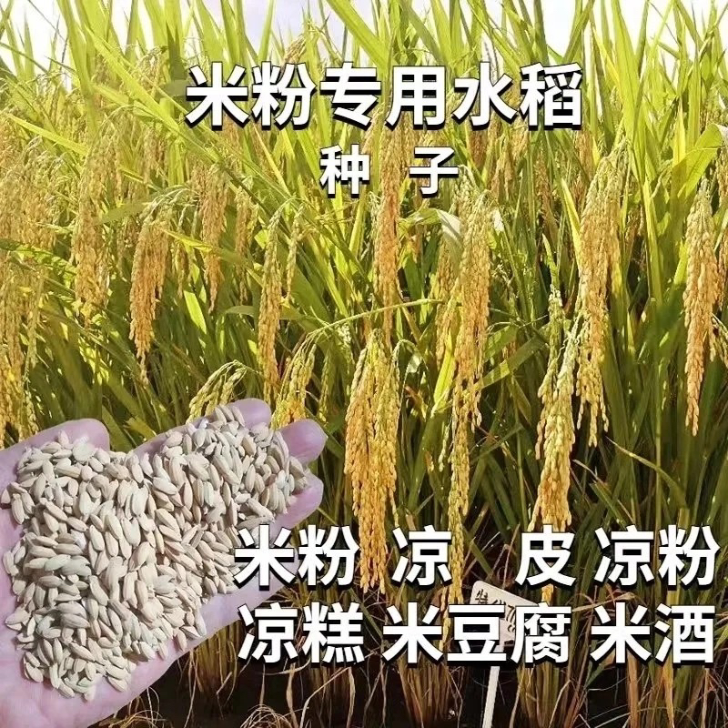 杂交稻特优7118水稻种子穗子大颗粒饱满桂潮米米粉专用1公斤装