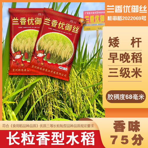 杂交水稻种子556抗病丰产