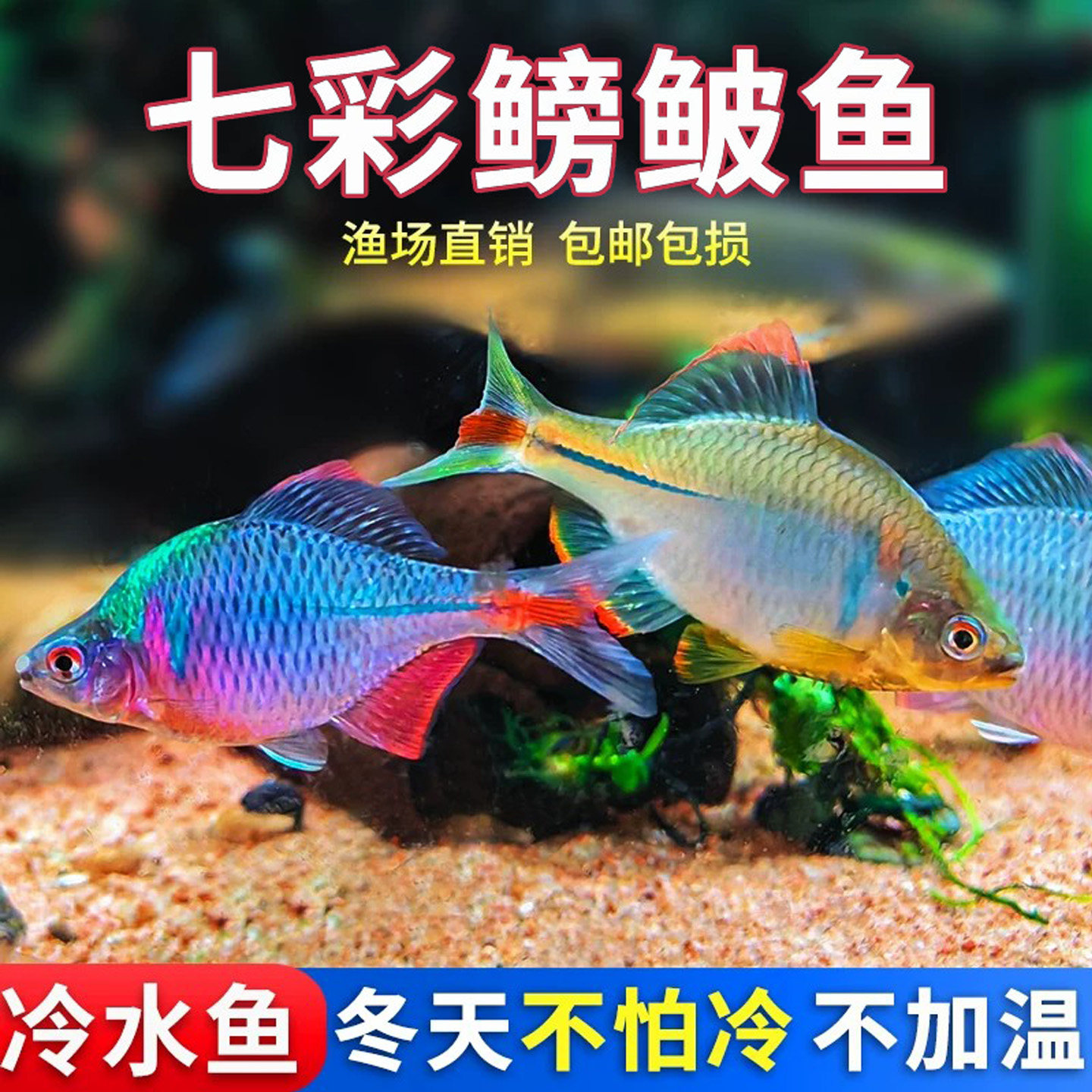 七彩鳑鲏鱼淡水观赏鱼苗小型原生冷水溪流鱼活体高体旁皮练手活鱼