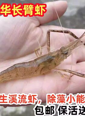 中华长臂虾鱼缸除丝藻刚毛藻残渣耐寒鲜活大号原生大贼眼长臂河虾