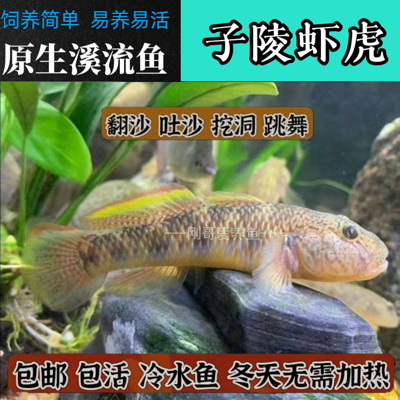 原生溪流好养耐活子陵虾虎鱼水底宠物观赏鱼底层小型冷水鱼淡水鱼