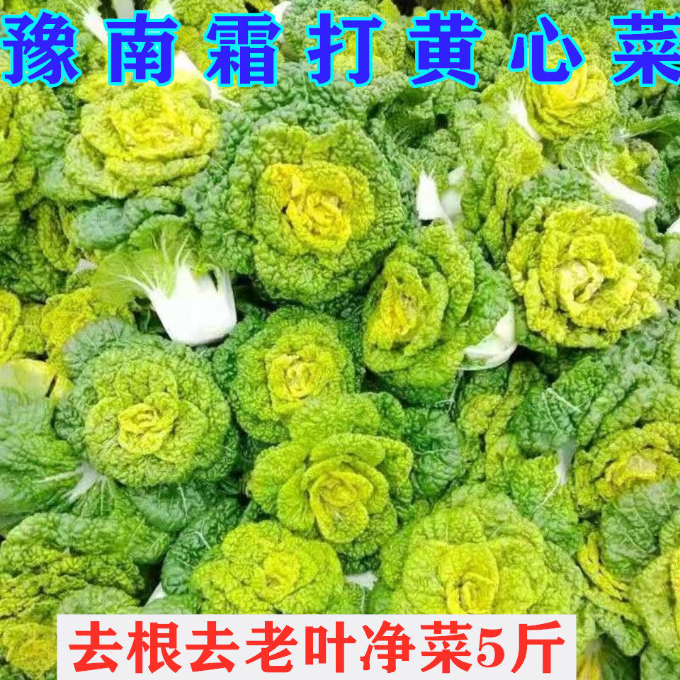 黄心菜乌塌菜菊花心黄心乌青菜