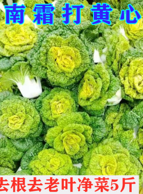 火锅食材新鲜黄心菜黄心乌乌塌菜菊花心菜青菜泡泡菜乌菜火锅涮菜