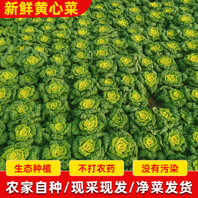 2024河南霜冻黄心菜新鲜蔬菜霜打菜菊花心黄心乌现挖黄心乌塌菜