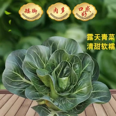 矮脚苏州青菜软糯口感无筋无丝