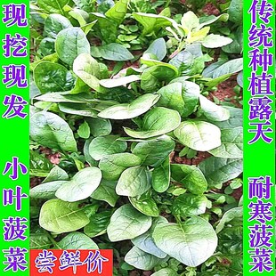 河南新鲜菠菜霜打大叶趴地菠菜青菜红根蔬菜菜农家菜现挖5斤包邮