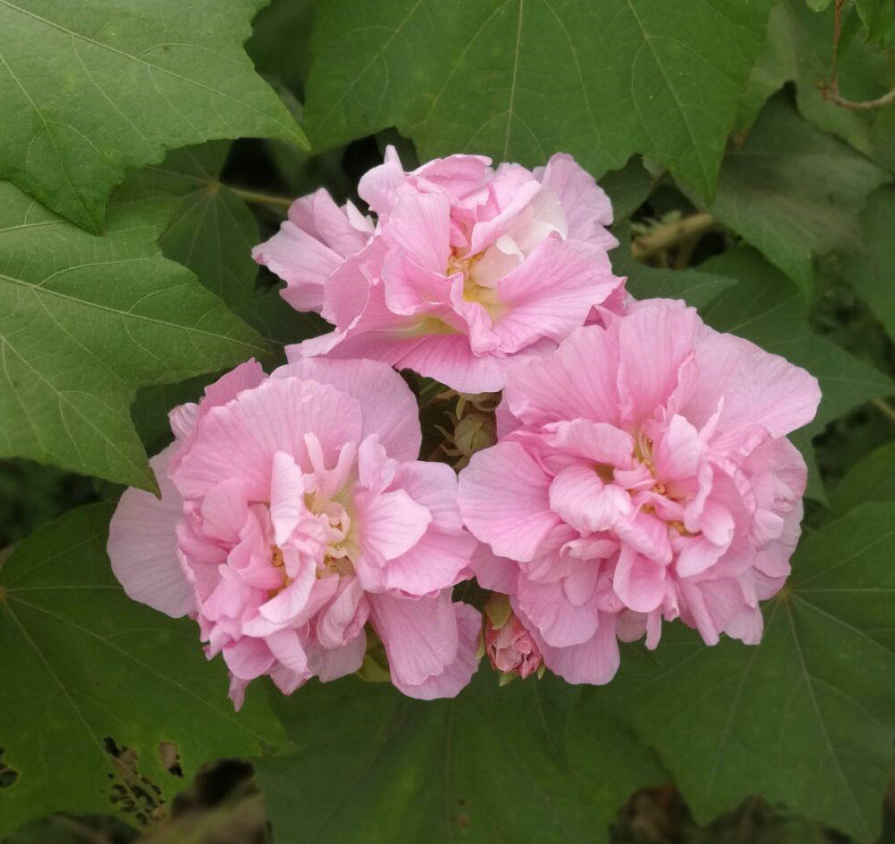 矮生盆栽,粉红重瓣木芙蓉花,花多, 一株20厘米单枝