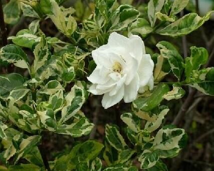 重瓣大叶卷叶银边栀子花