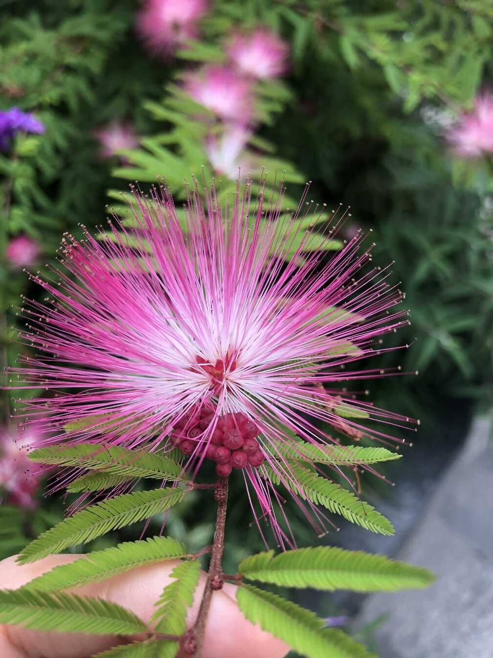 阳台庭院花卉盆栽多年生木本 香水合欢花 单枝小苗10厘米高带袋土