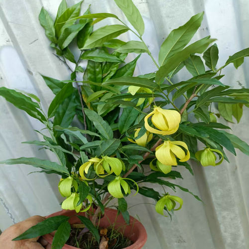 矮种依兰香俗称假鹰爪一串珠