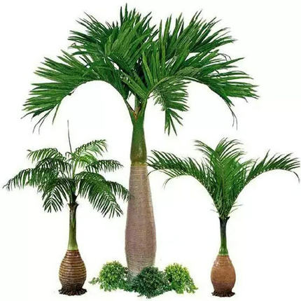 观茎观叶植物 酒瓶椰苗 热带棕榈科属植物 种三年左右可长佛肚