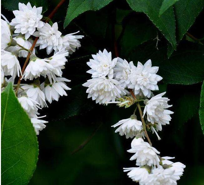 冬天落叶灌木植物洁白重瓣溲疏花八仙花科（绣球花科）开花多