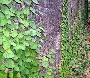 爬墙藤蔓常绿植物*绿叶薜荔 适合阴生潮湿墙面绿化 小苗5厘米长