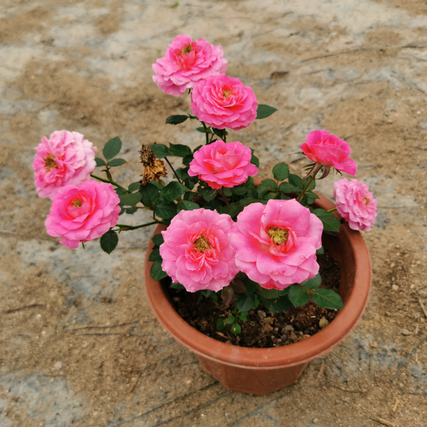 阳台庭院观花盆栽花卉 粉红钻石月季花苗 一株高约20厘米多分枝苗