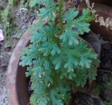 百花谷园艺蓝玉随着光照长短兰花