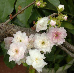 观花木本花卉 梅花品种 矮型重瓣鸳鸯梅花 翠梅 郁李 花开两色